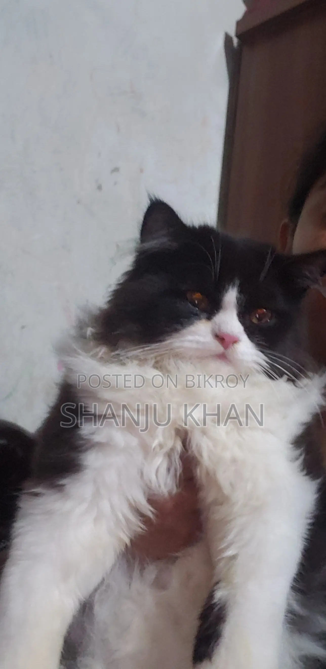 3-6 Months Female Purebred Persian