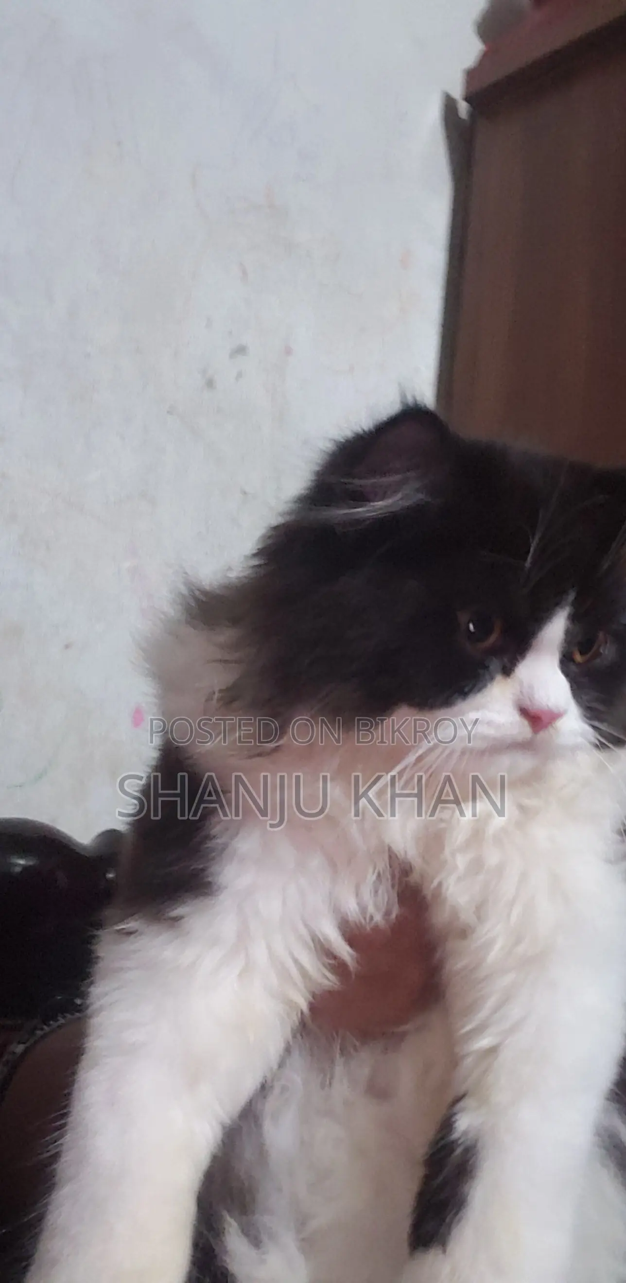 3-6 Months Female Purebred Persian