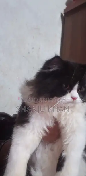 3-6 Months Female Purebred Persian