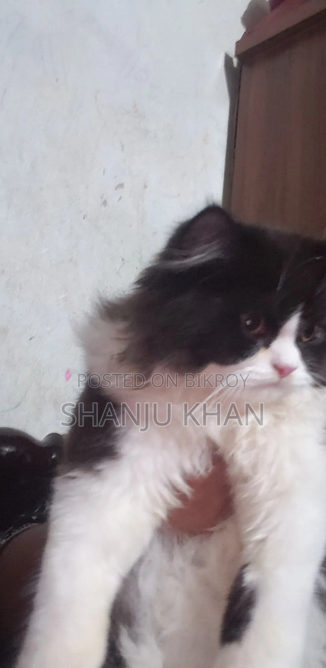 3-6 Months Female Purebred Persian