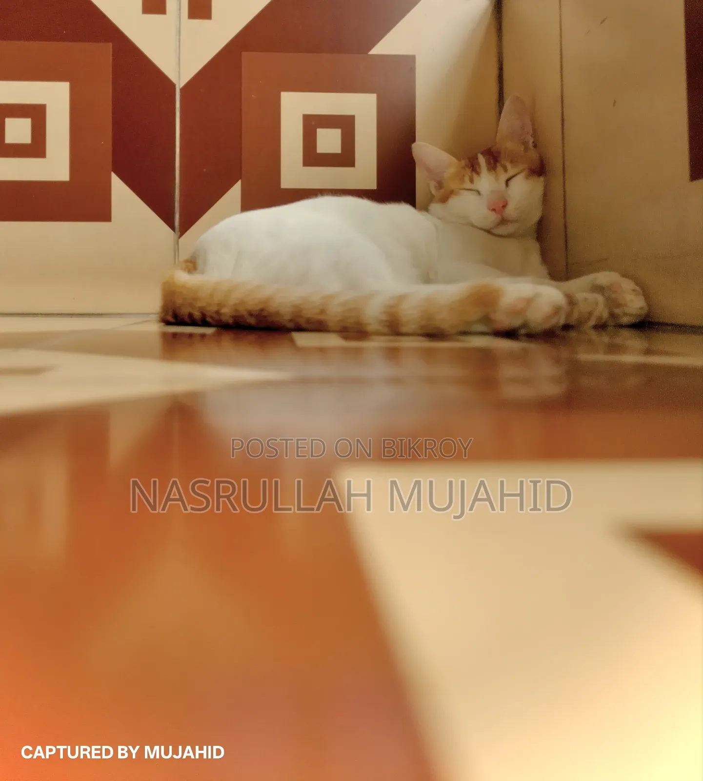 6-12 Months Male Mixed Breed Cat