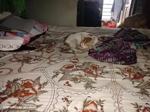 6-12 Months Male Mixed Breed Cat