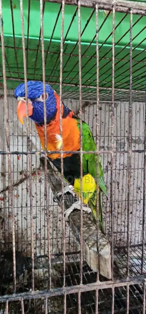 কিছু পাখি বিক্রি