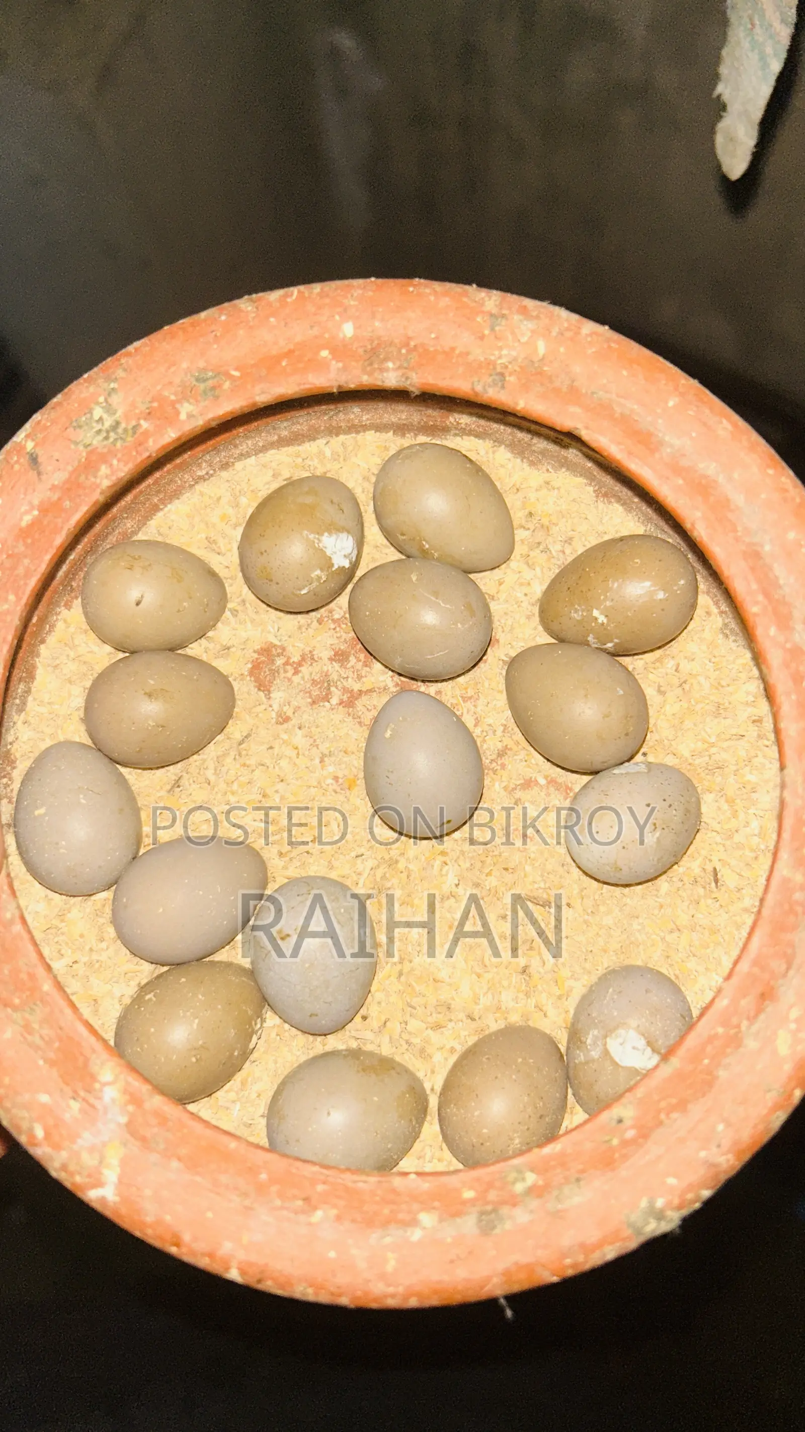 King Quail Hatching Eggs