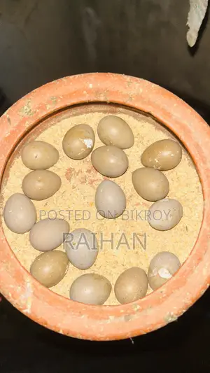 King Quail Hatching Eggs