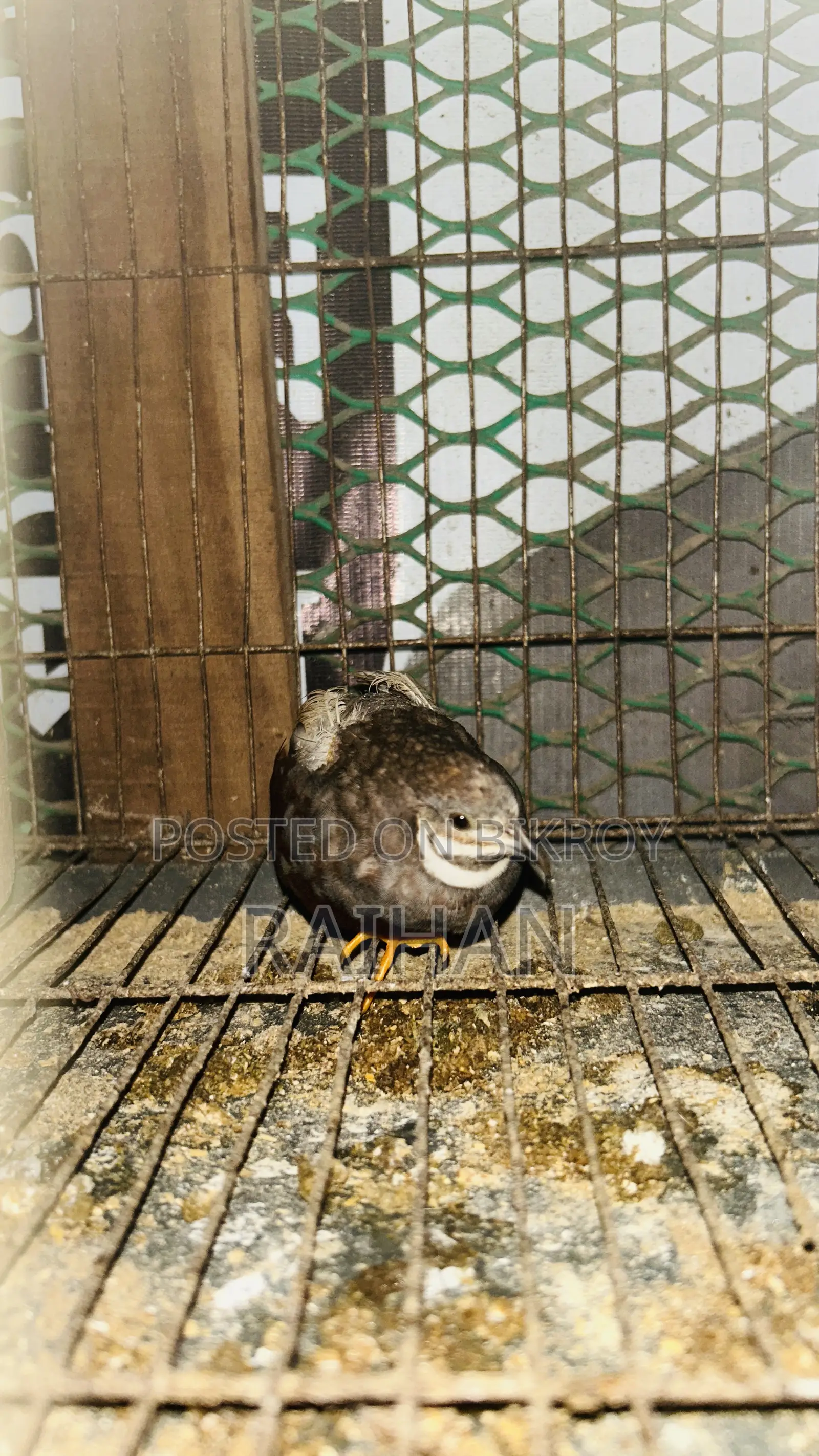 King Quail Hatching Eggs