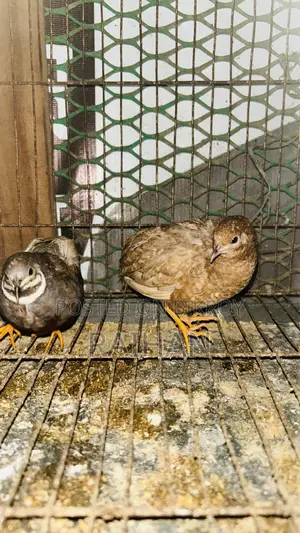 King Quail Hatching Eggs