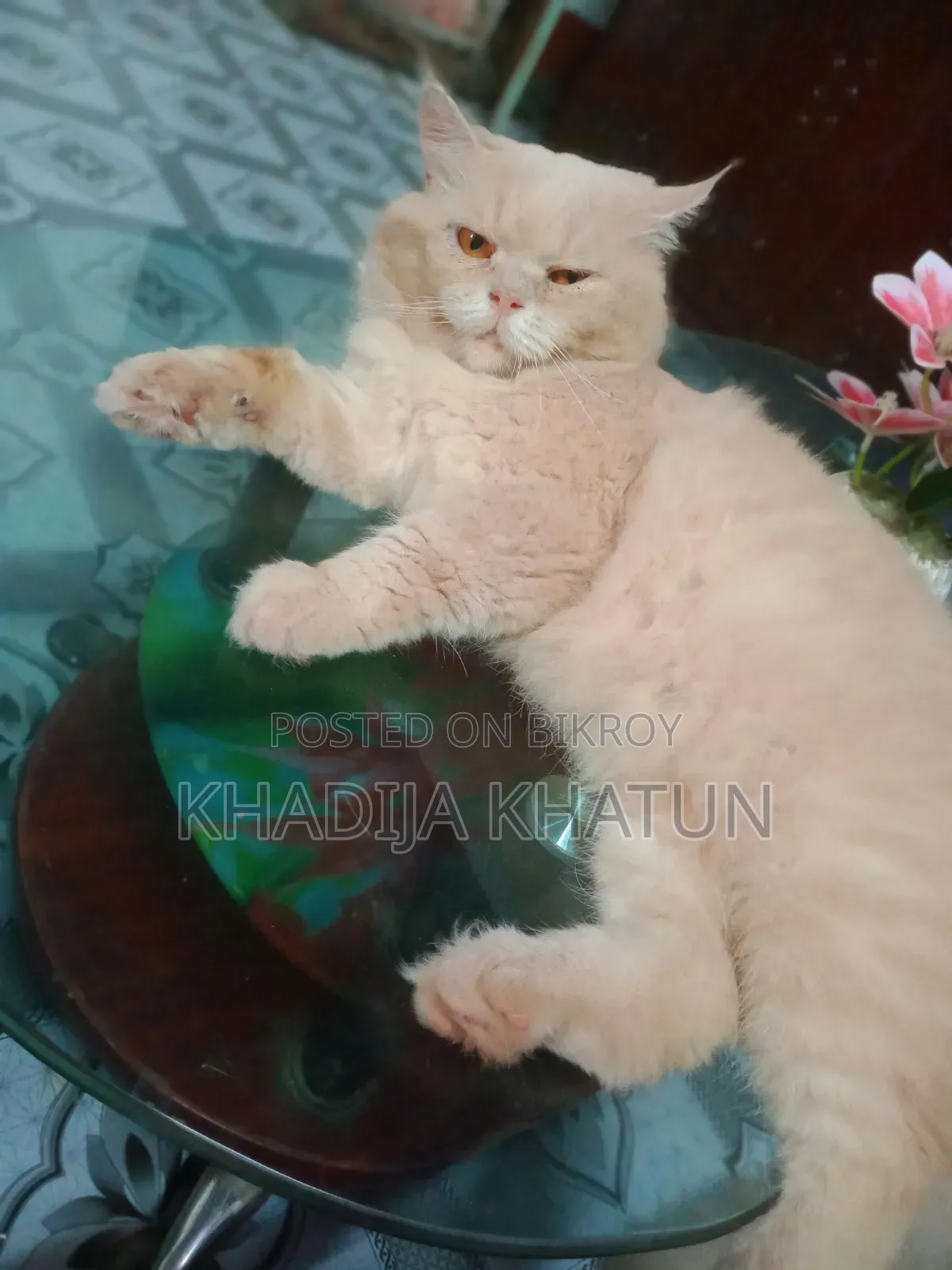 1+ Year Female Purebred Persian