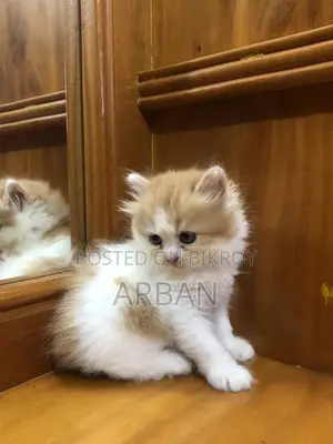 1-3 Months Male Purebred Persian