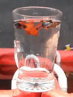 Red Tail Platinum Fancy Guppy Fish