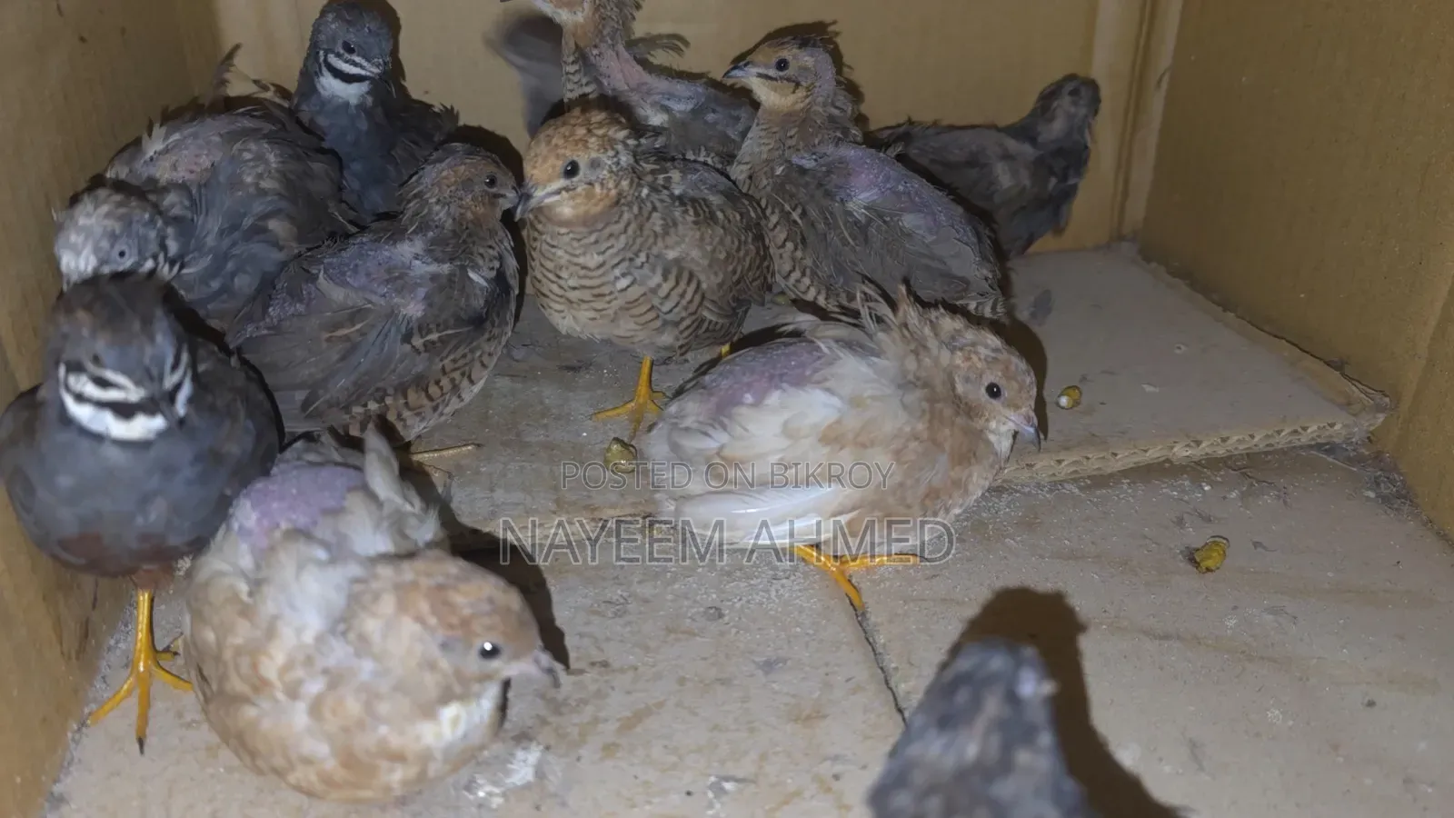 King Quail