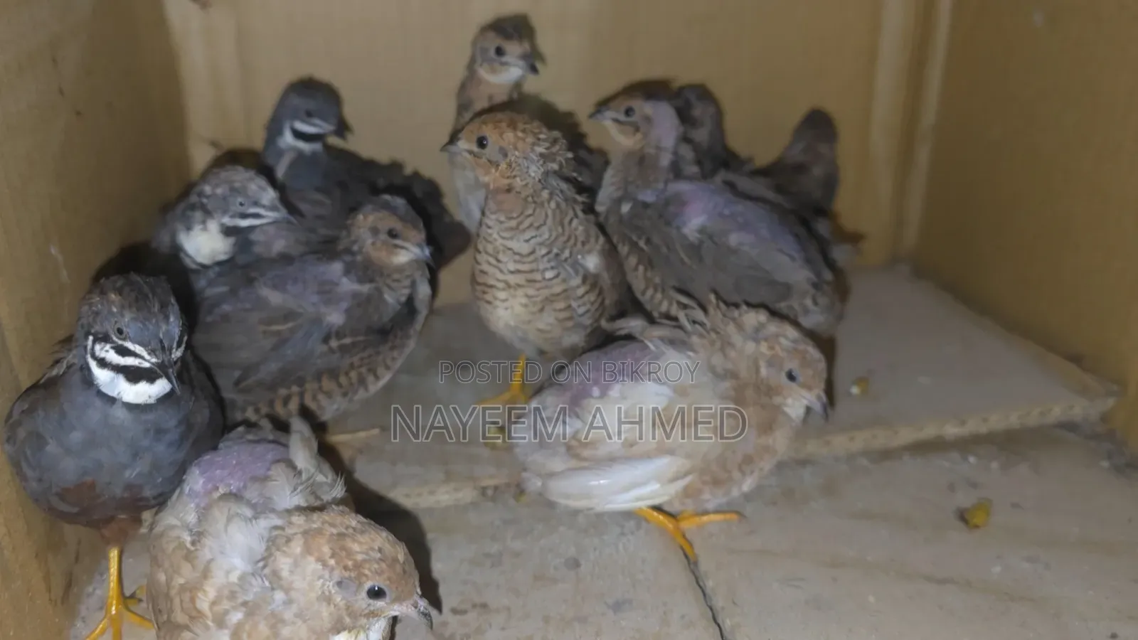 King Quail