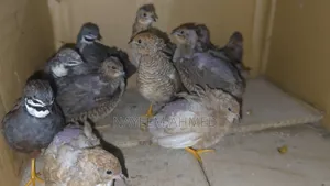 King Quail