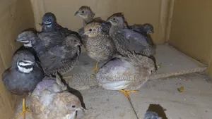 King Quail