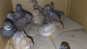 King Quail