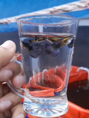 Purple Dragon Fancy Guppy Fish
