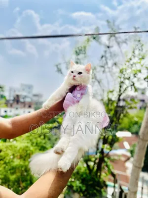 1-3 Months Female Purebred Persian