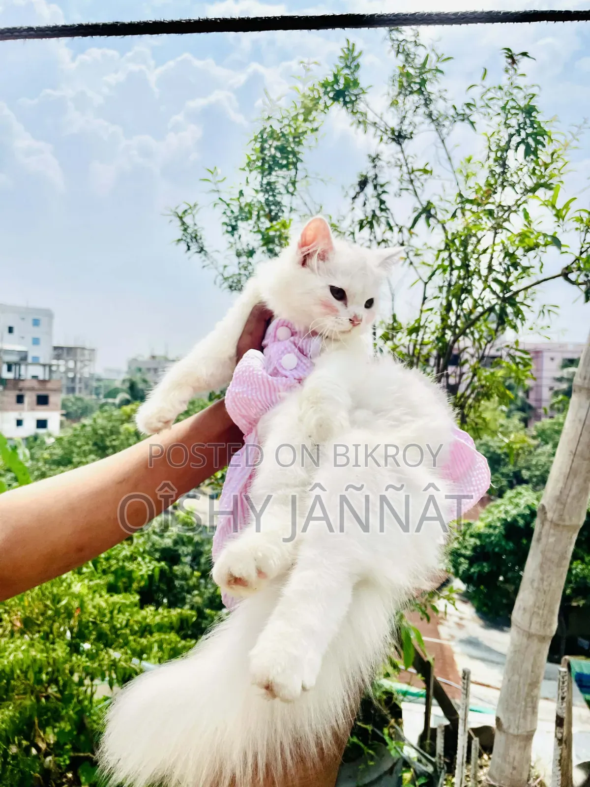 1-3 Months Female Purebred Persian