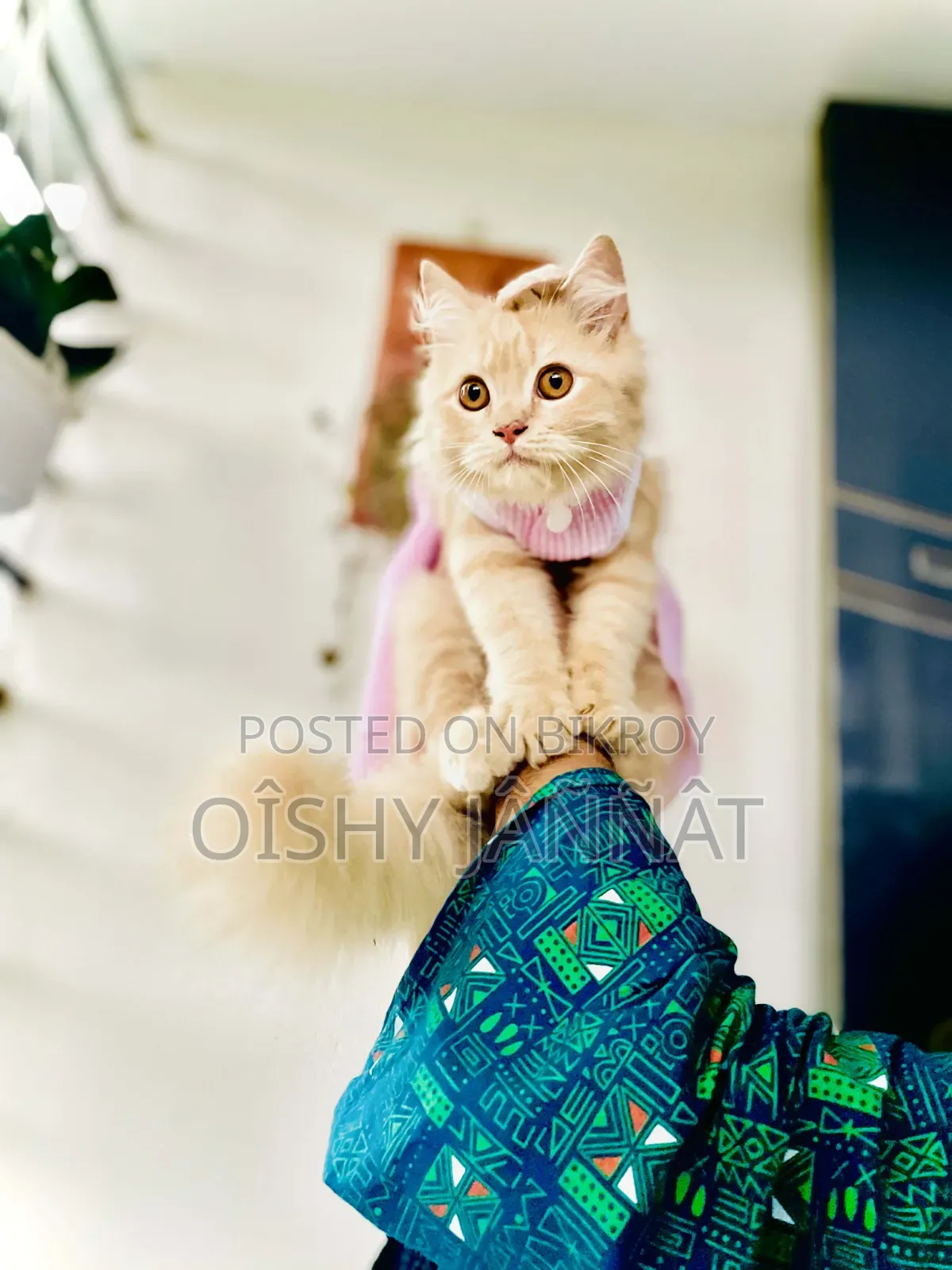 1-3 Months Female Purebred Persian