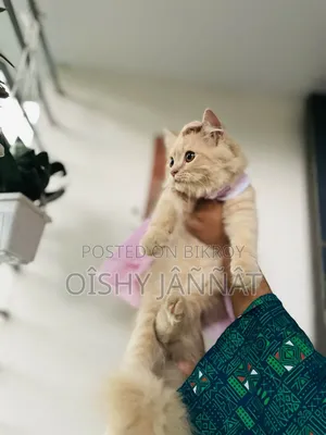 1-3 Months Female Purebred Persian