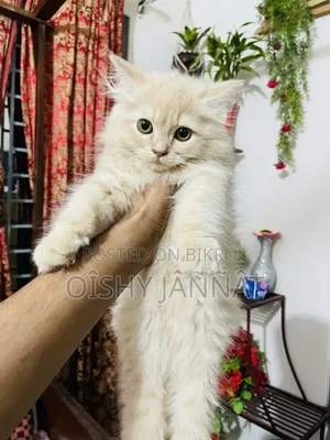 1-3 Months Male Purebred Persian