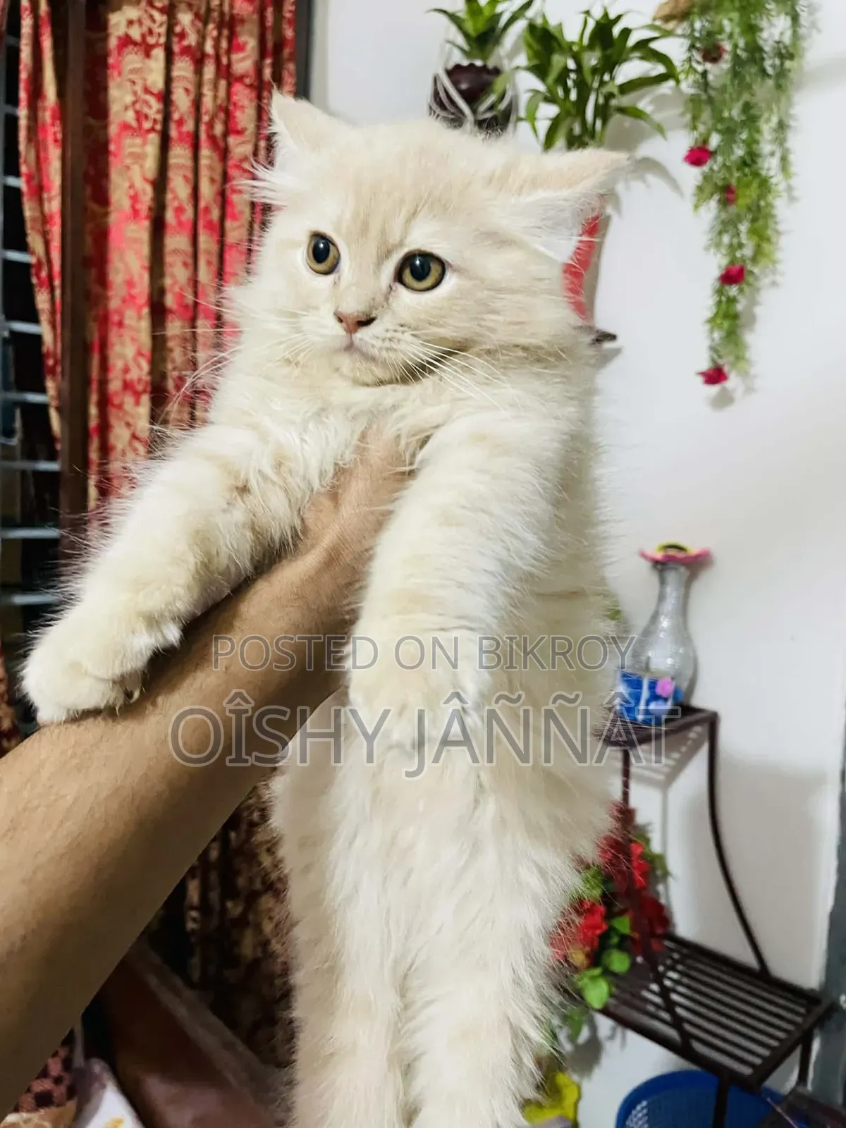 1-3 Months Male Purebred Persian
