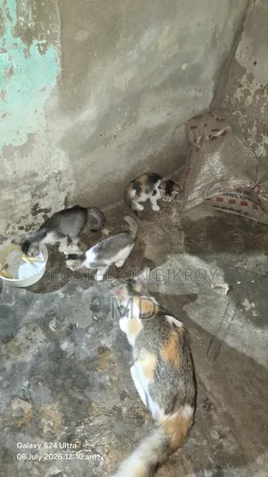 6-12 Months Female Mixed Breed Cat