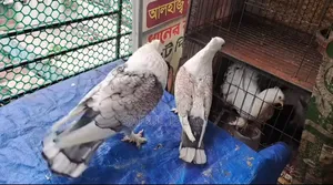 ১জোরা ঝর্ণা সার্টিন