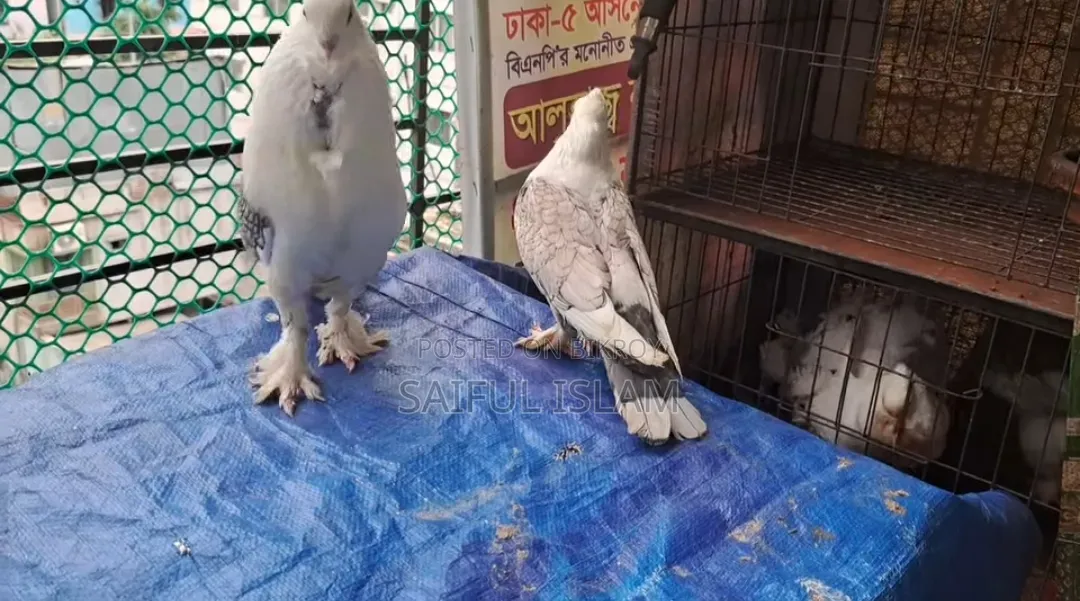 ১জোরা ঝর্ণা সার্টিন