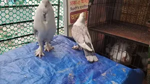১জোরা ঝর্ণা সার্টিন