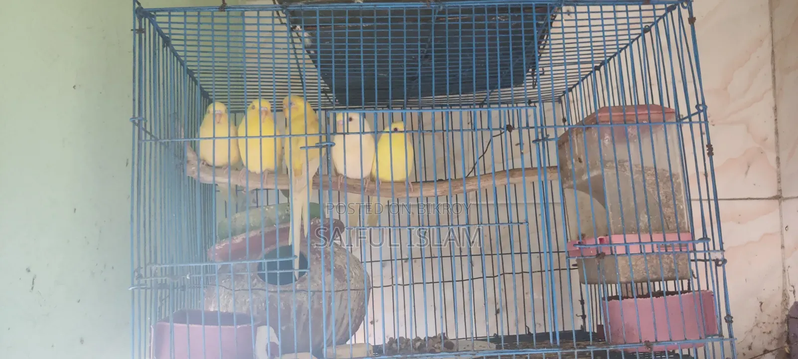 Budgie Bird