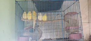 Budgie Bird
