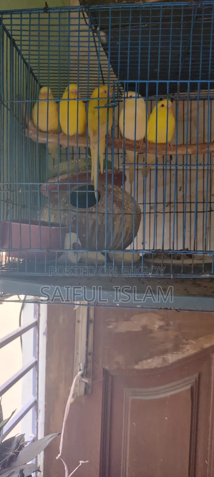 Budgie Bird