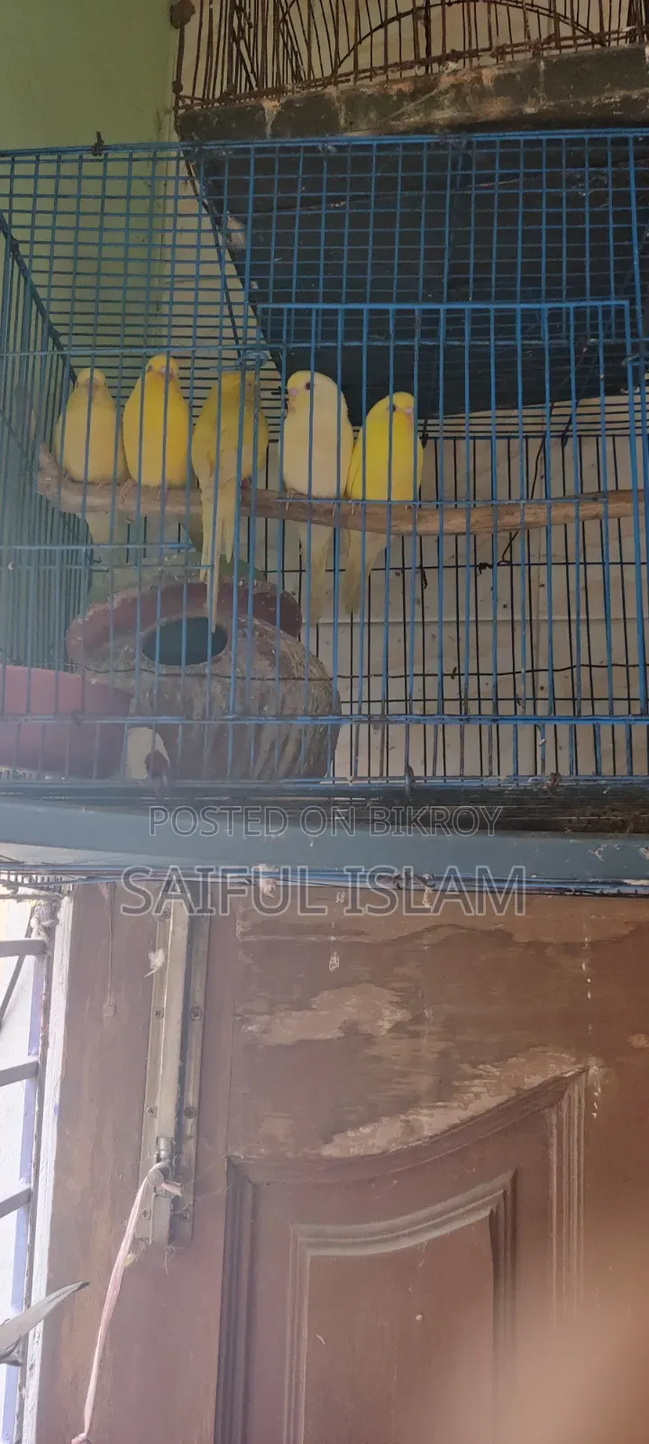 Budgie Bird