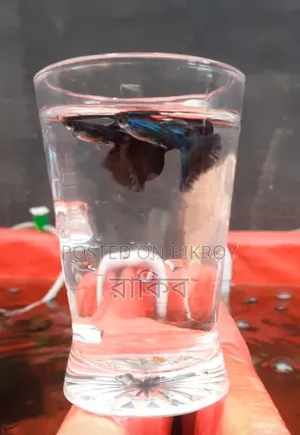 Electric Blue - Fancy Guppy Fish