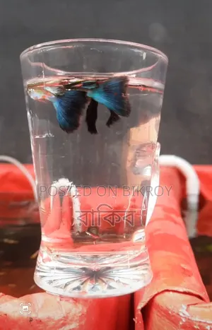 Blue Diamond - Fancy Guppy Fish