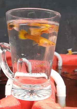 Yellow Tuxedo - Fancy Guppy Fish
