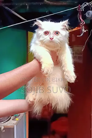 1-3 Months Male Purebred Persian