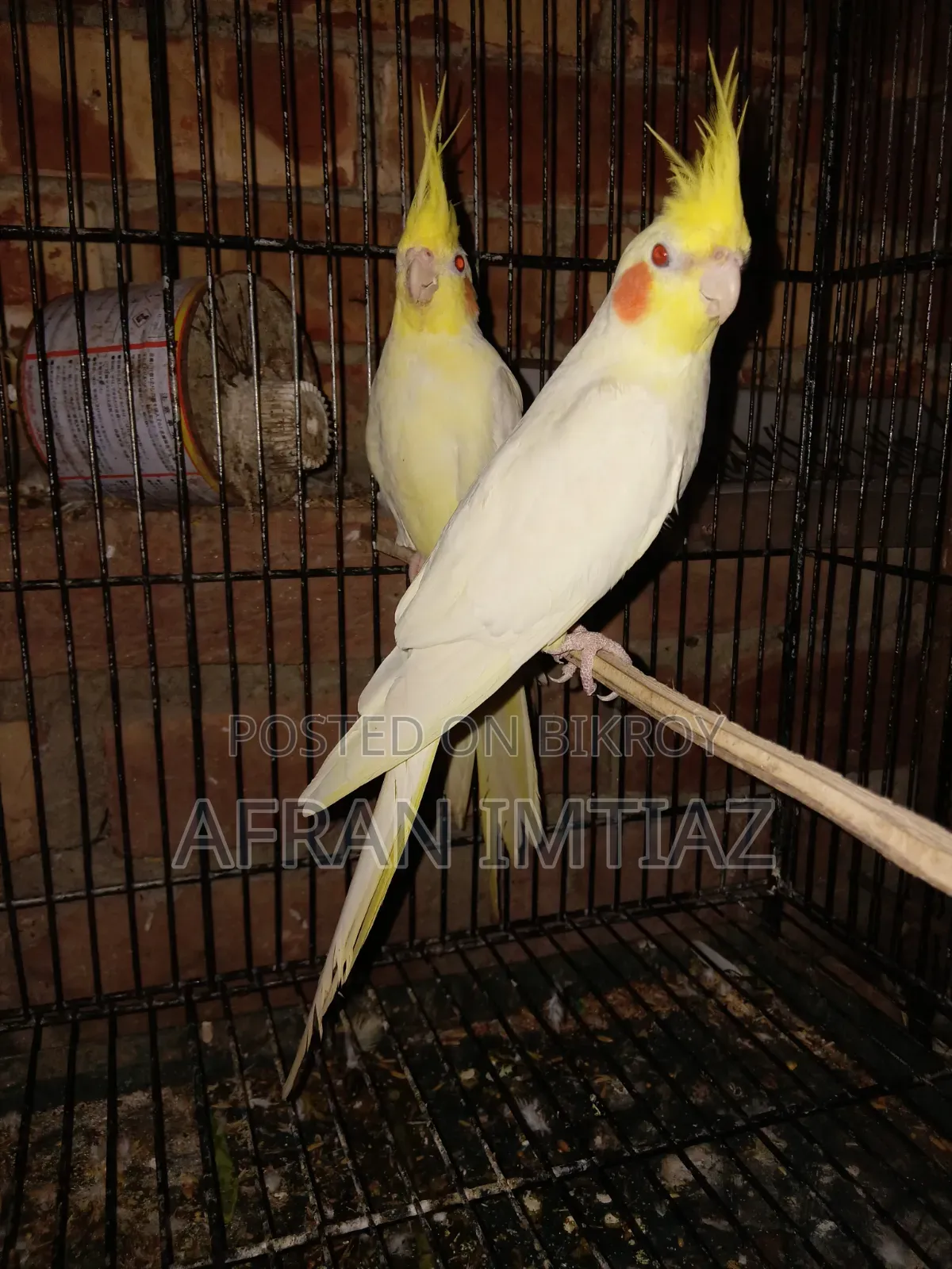 Cockatiel Bird
