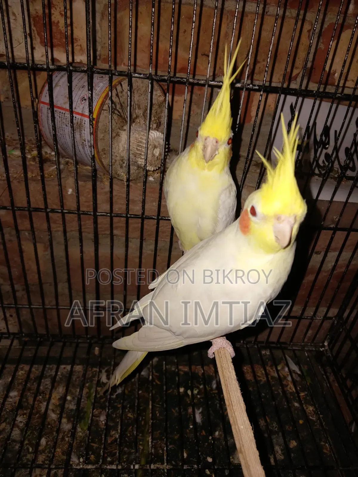Cockatiel Bird