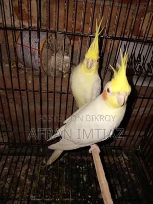 Cockatiel Bird
