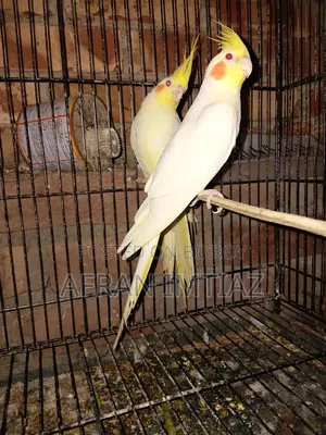 Cockatiel Bird