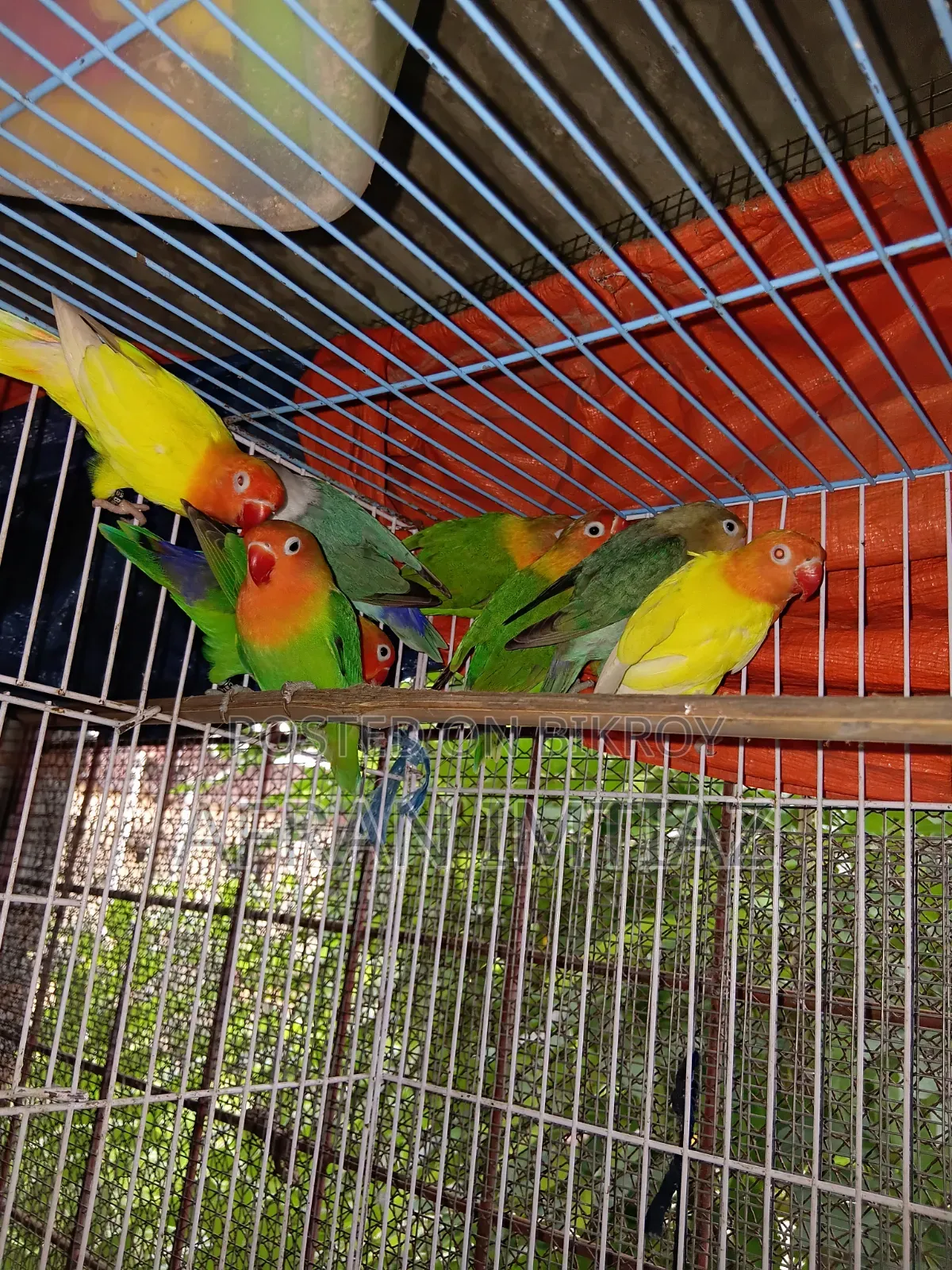 Adult Lovebird