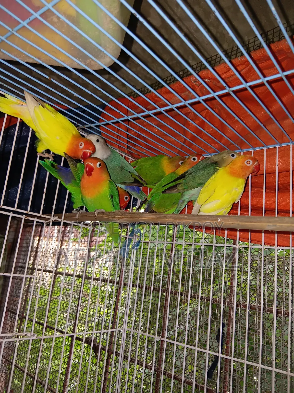 Adult Lovebird
