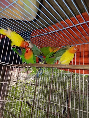 Adult Lovebird