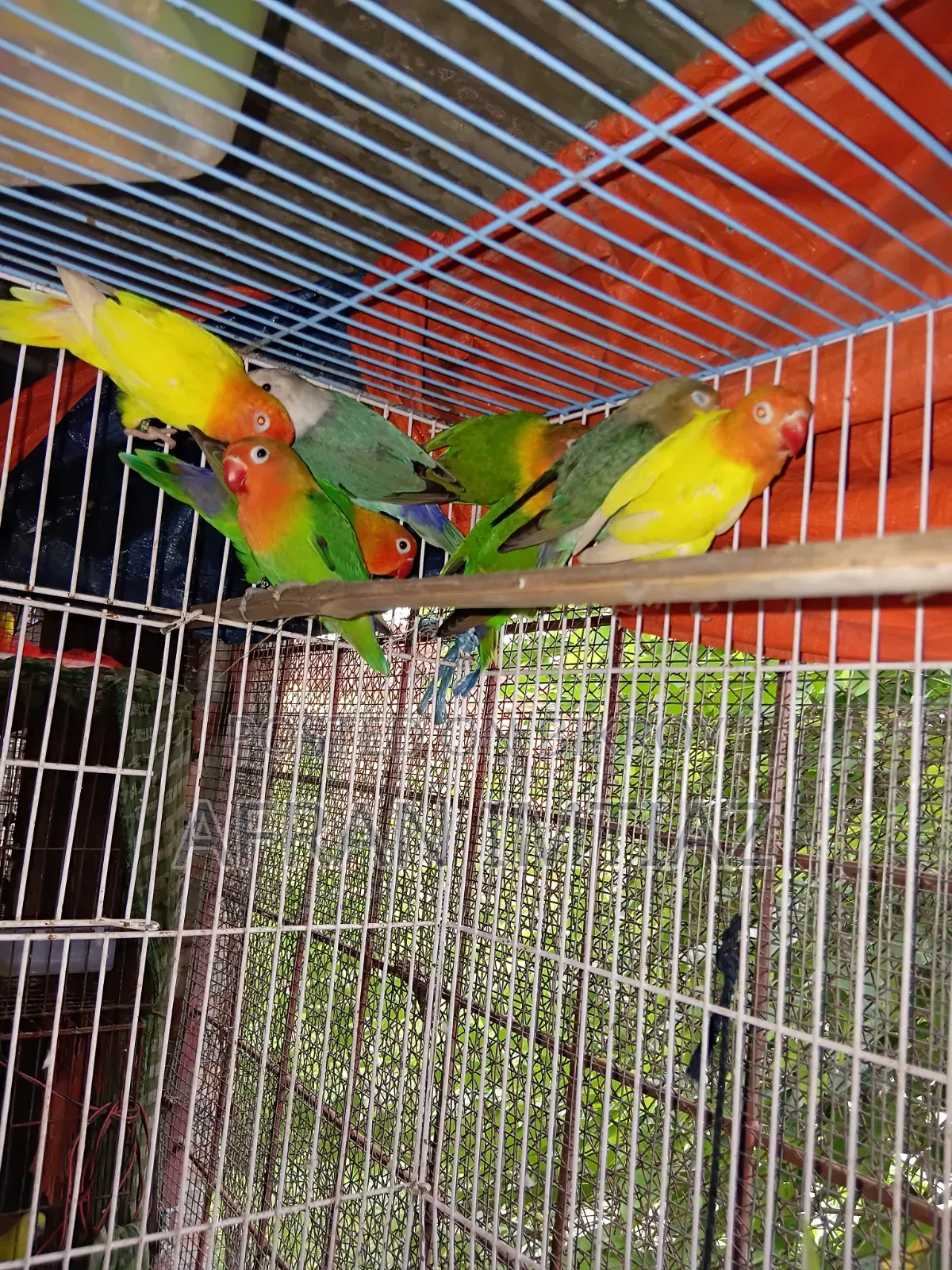 Adult Lovebird