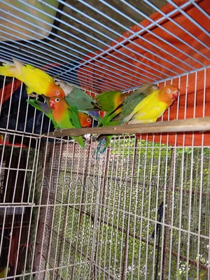 Adult Lovebird