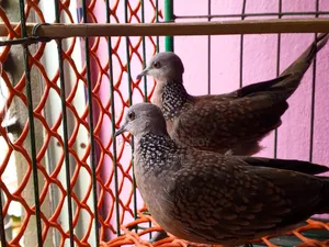 A pair of running Spotted Doves for sale.
