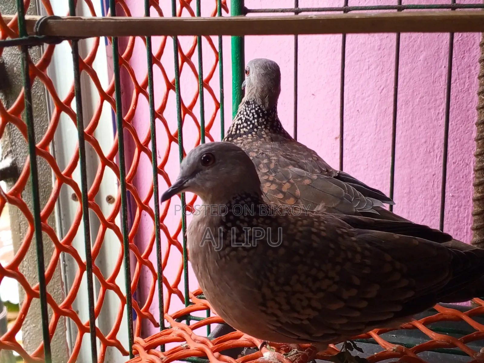 A pair of running Spotted Doves for sale.
