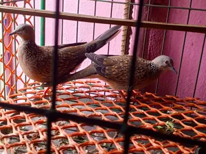 A pair of running Spotted Doves for sale.